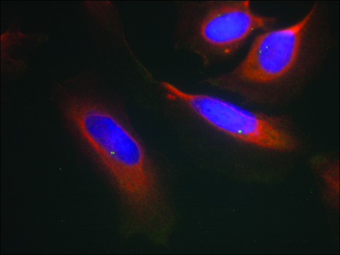 Anti-IKBKB (Ab-199) antibody produced in