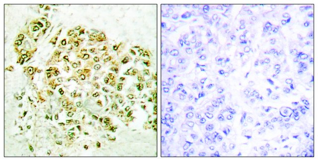 Anti-MZF-1, N-Terminal antibody produced in
