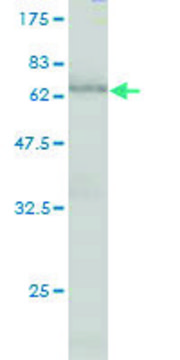 Monoclonal Anti-FBXO25 antibody produced in