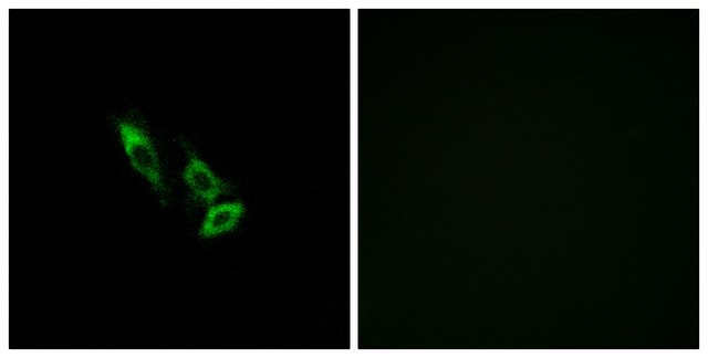 Anti-OR10V1 antibody produced in rabbit