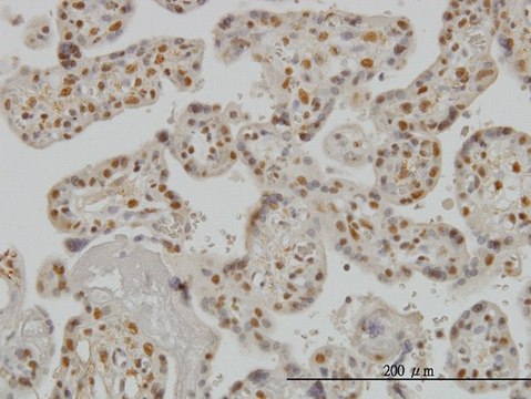 Monoclonal Anti-SMAD3 antibody produced in