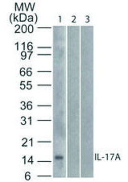 Monoclonal Anti-IL-17A antibody produced in