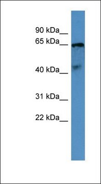 Anti-OPN5 antibody produced in rabbit
