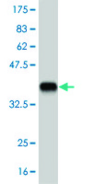 Monoclonal Anti-FRZB antibody produced in