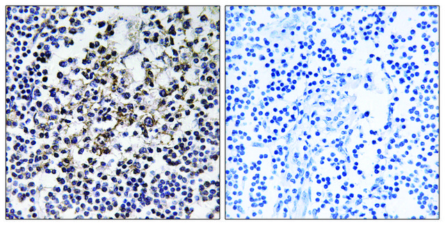 Anti-PGLS antibody produced in rabbit