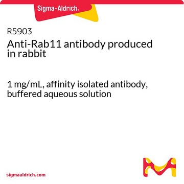 Anti-Rab11 antibody produced in rabbit