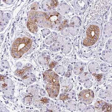 Anti-RGS16 antibody produced in rabbit
