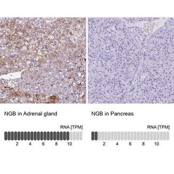 Anti-NGB antibody produced in rabbit