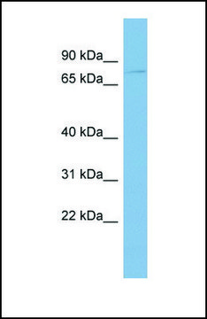 Anti-TRAF7, (N-terminal) antibody produced in