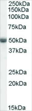 Anti-TRAF2 antibody produced in goat