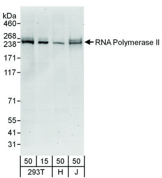 Goat anti-RNA Polymerase II Antibody,