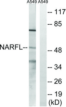 Anti-NARFL antibody produced in rabbit