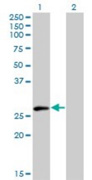 Monoclonal Anti-ELF5 antibody produced in