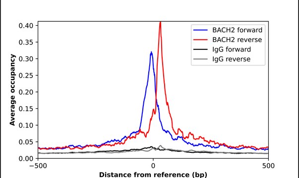 Anti-BACH2 antibody produced in rabbit