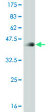 ANTI-T antibody produced in mouse
