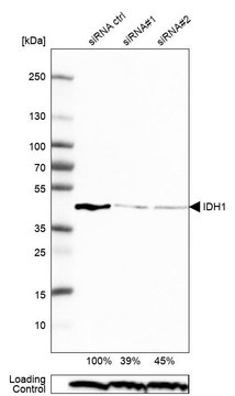 Anti-IDH1 antibody produced in rabbit
