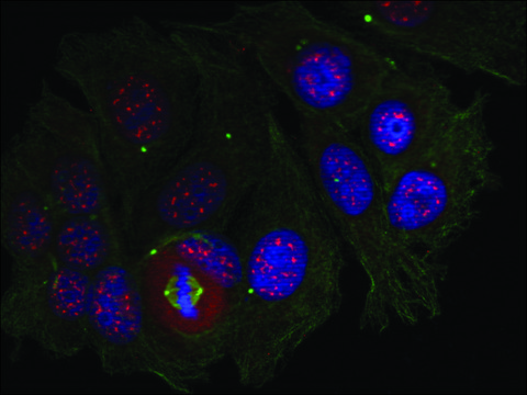 Anti-phospho-MEF2A (pThr³¹?) antibody produced in