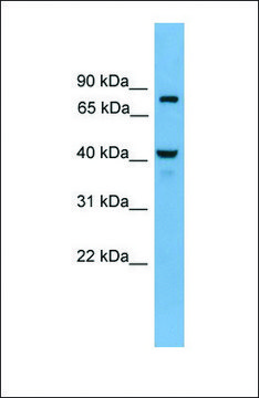 Anti-FAM105A, (N-terminal) antibody produced in