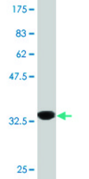 Monoclonal Anti-PLCL2 antibody produced in
