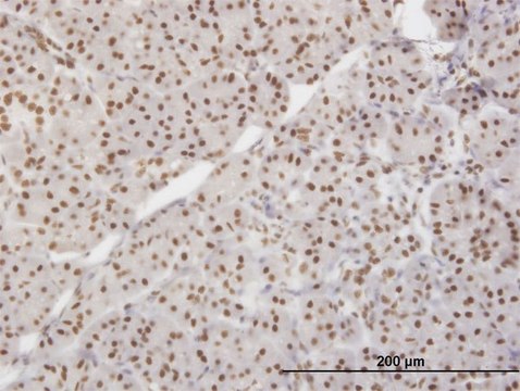 Monoclonal Anti-XRCC5 antibody produced in
