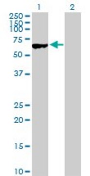 Anti-MYBPH antibody produced in rabbit