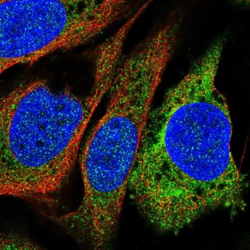 Anti-PTGIS antibody produced in rabbit