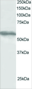 Anti-TRIM4 antibody produced in goat