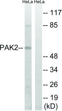 Anti-PAK2 antibody produced in rabbit