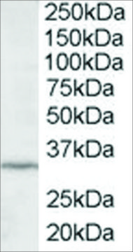 Anti-ING2/ING1L antibody produced in goat