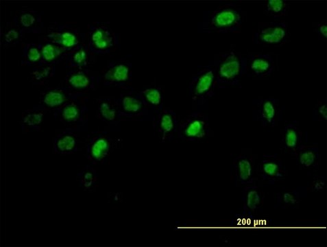 ANTI-AKT2 antibody produced in mouse