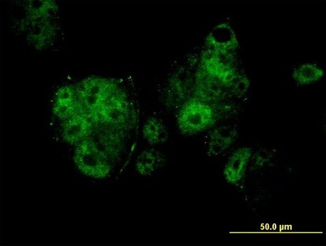 ANTI-MEF2A antibody produced in mouse