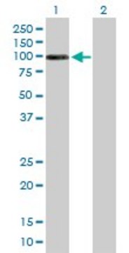 Anti-DHTKD1 antibody produced in mouse