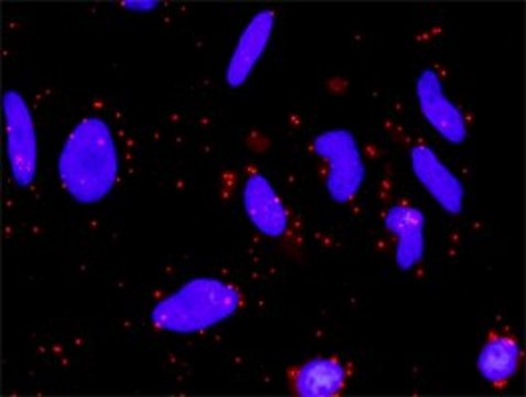 Monoclonal Anti-FZD5 antibody produced in