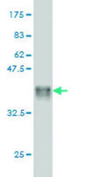 Monoclonal Anti-MYBL2 antibody produced in