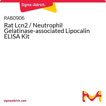 Rat Lcn2 / Neutrophil Gelatinase-associated