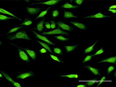 Anti-IGFBP3 antibody produced in rabbit
