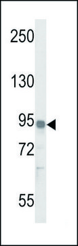 ANTI-IL17RD (N-TERM) antibody produced in