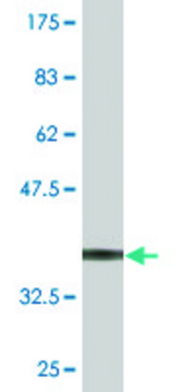 Monoclonal Anti-SLC26A9 antibody produced in