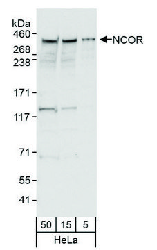 Rabbit anti-NCoR Antibody, Affinity Purified