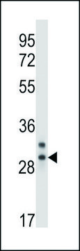 ANTI-CELA2A (C-TERM) antibody produced in