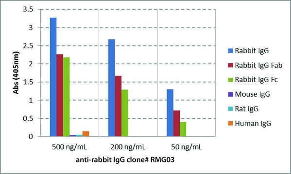 Anti-Rabbit IgG antibody, Goat monoclonal