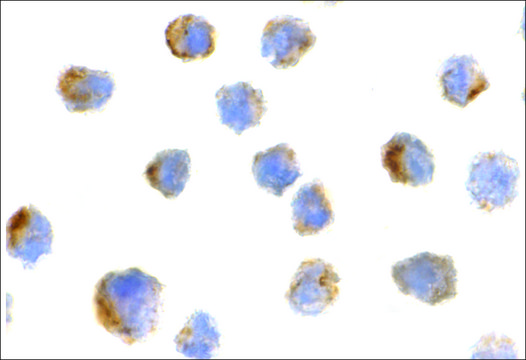 Anti-Bit1 antibody produced in rabbit