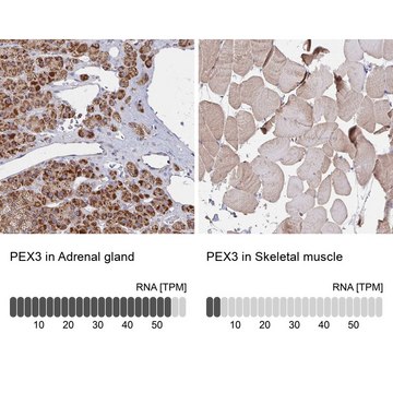Anti-PEX3 antibody produced in rabbit