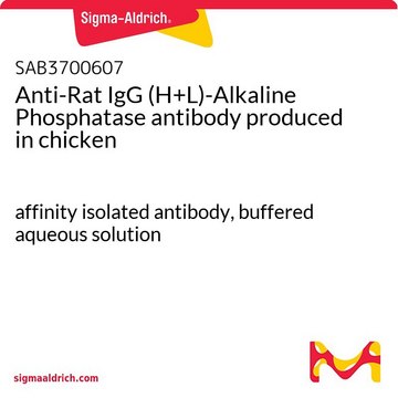 Anti-Rat IgG (H+L)-Alkaline Phosphatase antibody