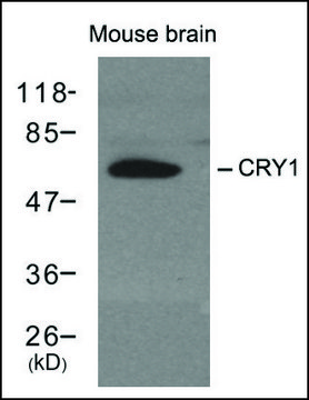 Anti-Cry1 antibody produced in rabbit