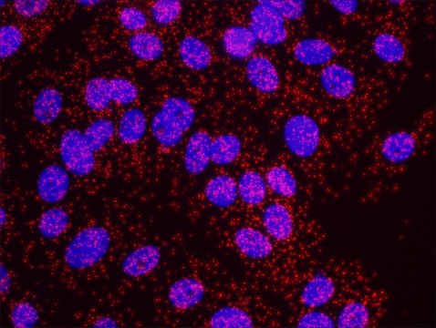 BRCA1 and Estrogen Receptor Alpha