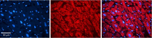 Anti-DAG1 antibody produced in rabbit