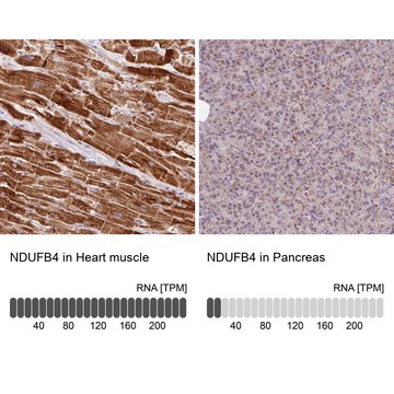Anti-NDUFB4 antibody produced in rabbit