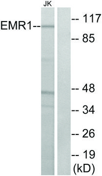 Anti-EMR1 antibody produced in rabbit