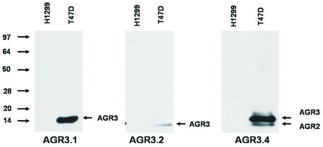 Monoclonal Anti-AGR2/AGR3 antibody produced in